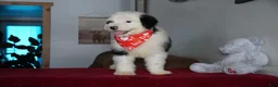 Sheepadoodle dogs for sale: Ollie - Ad 8