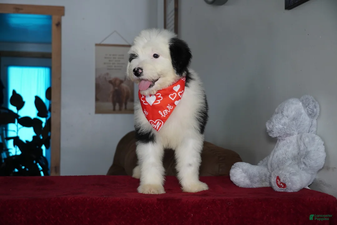 Sheepadoodle dogs for sale: Ollie - Ad 8