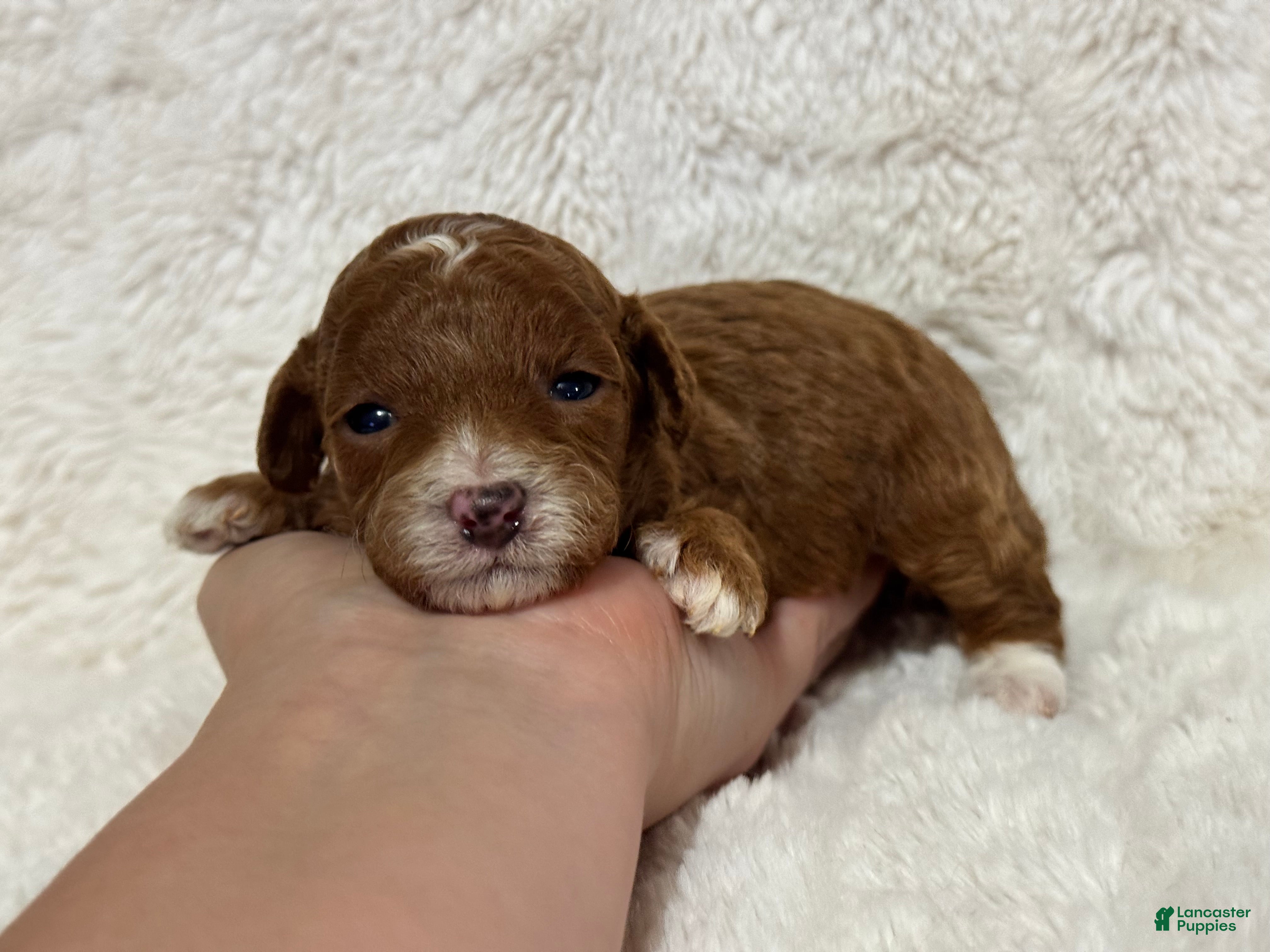 Toy Poodle dogs Theo  - Ad 22