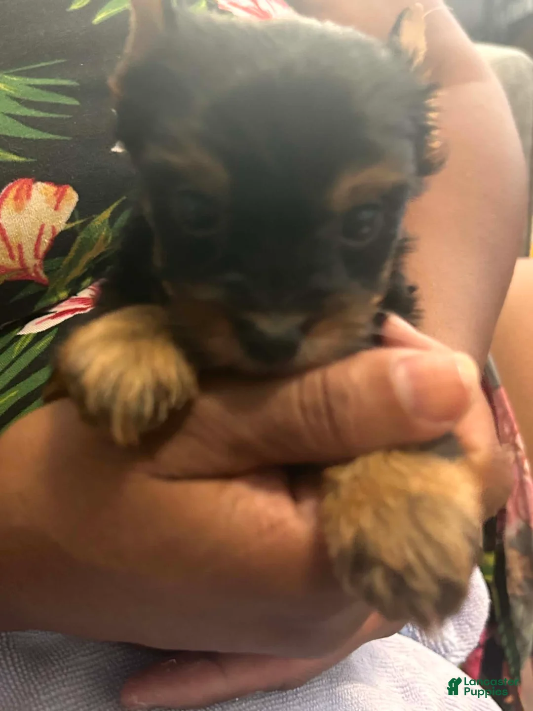 Yorkshire Terrier dogs for sale: Yorkshire Terrier 2 - Ad 1