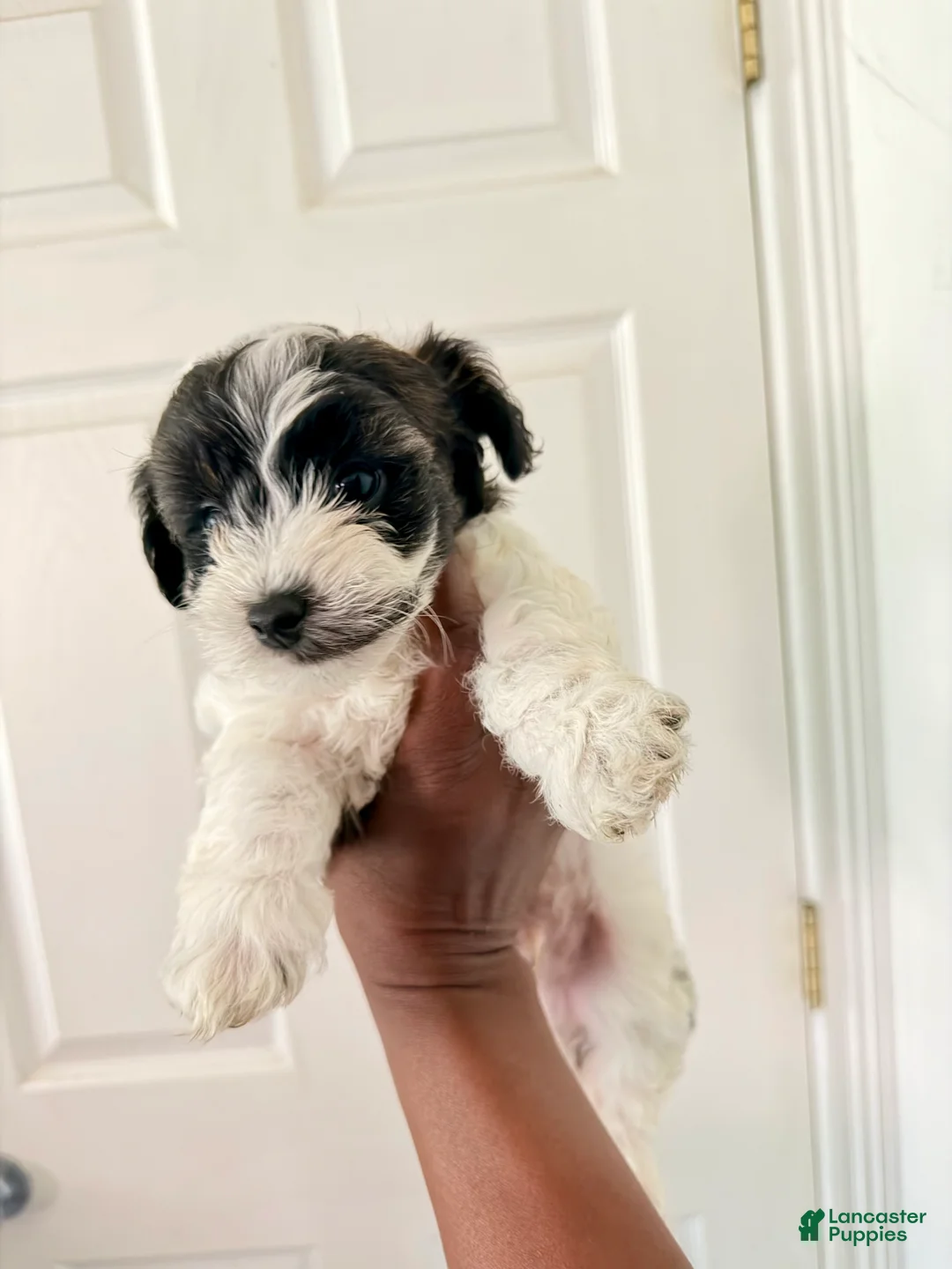Mixed Breed dogs for sale: Mixed Breed  - Ad 2