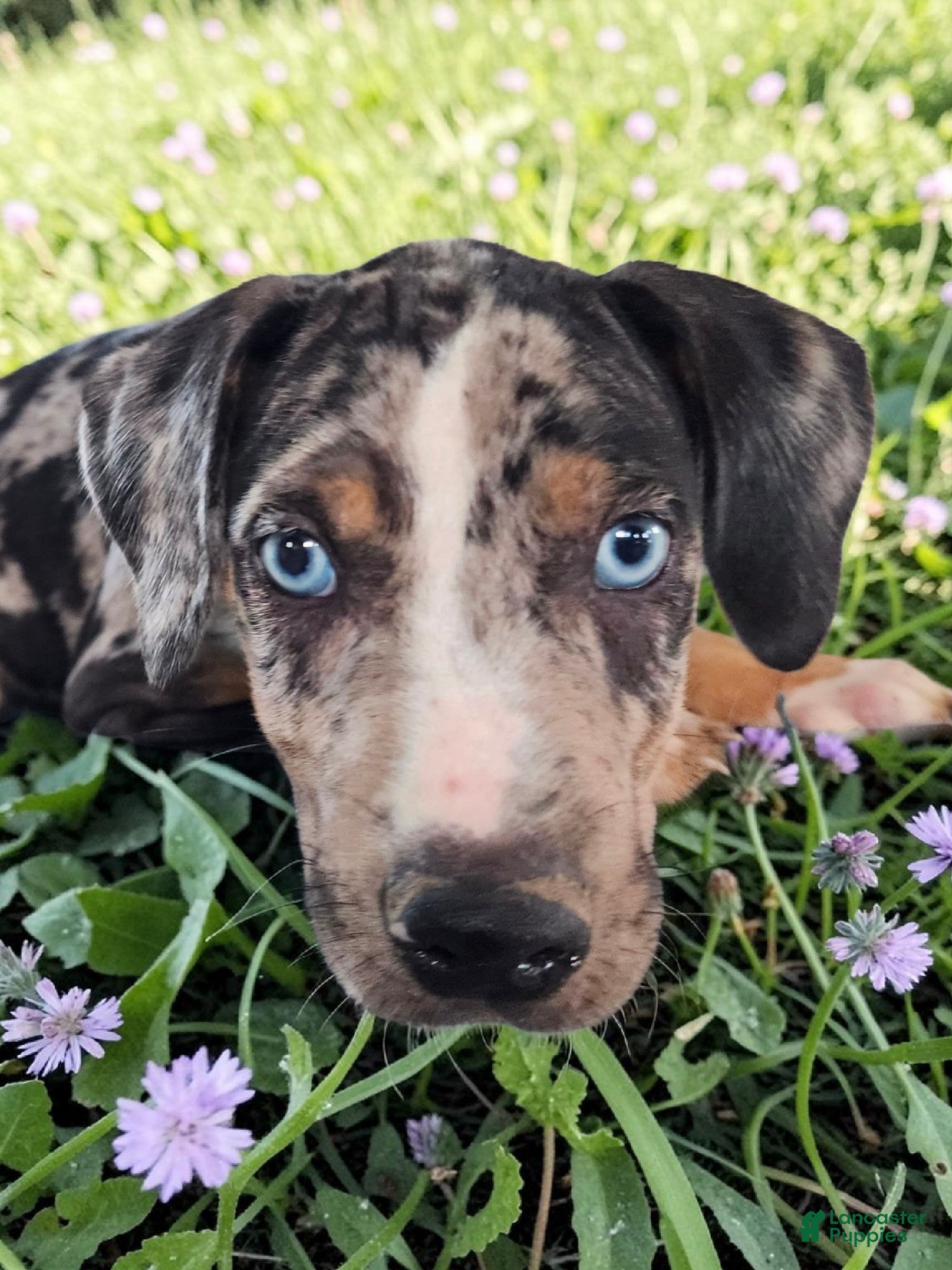 Catahoula Leopard Dog dogs Bug 2026 Male 2 - Ad 4