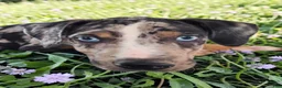 Catahoula Leopard Dog dogs for sale: Bug 2026 Male 2 - Ad 1