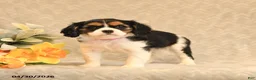 Cavalier King Charles Spaniel dogs for sale: Isabella - Ad 5