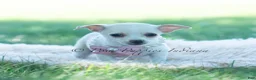 Chihuahua dogs for sale: Dottie - Ad 5