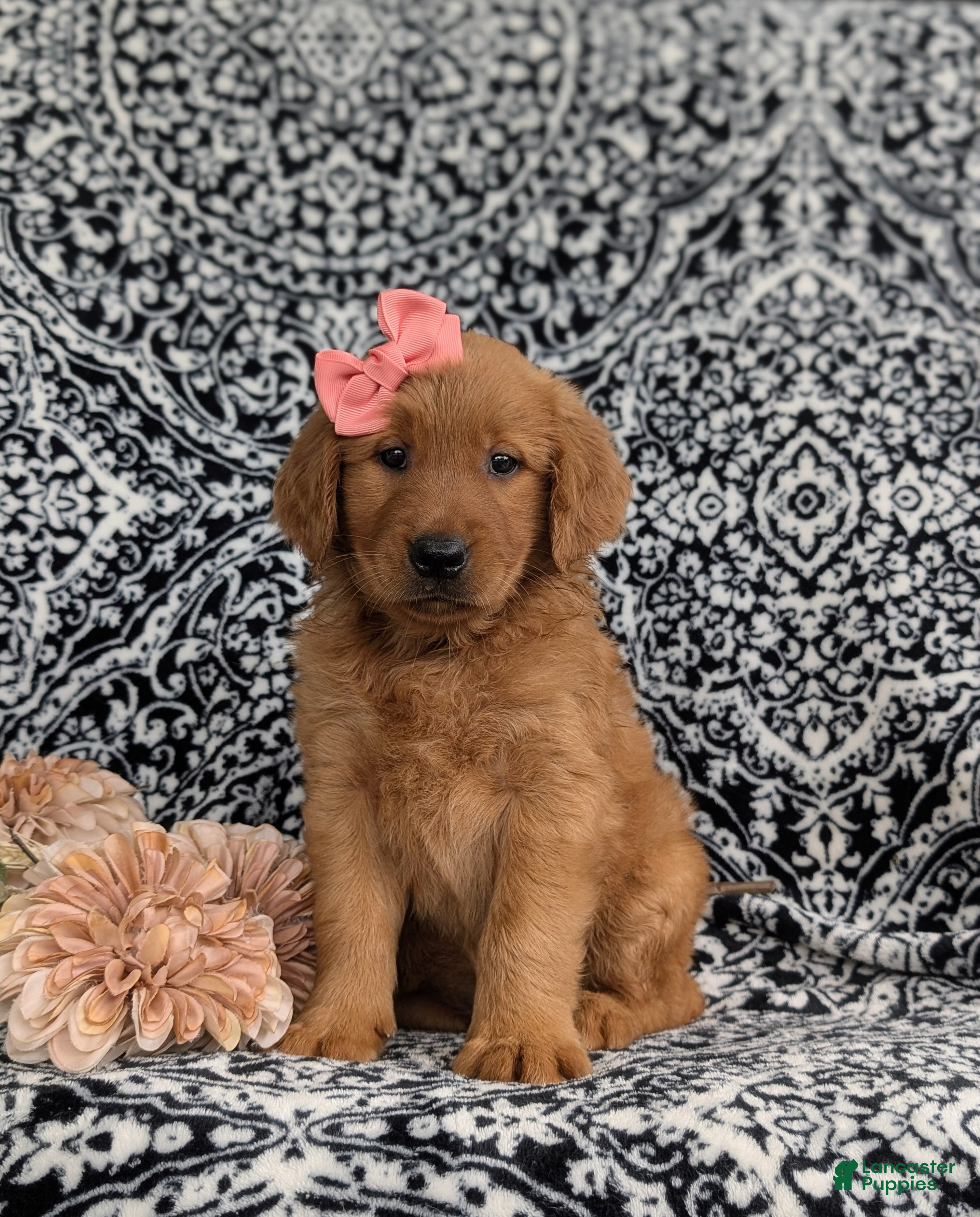Golden Retriever dogs Yolanda AKC Reg - Ad 1