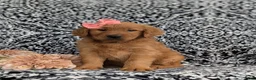Golden Retriever dogs for sale: Yolanda AKC Reg - Ad 1