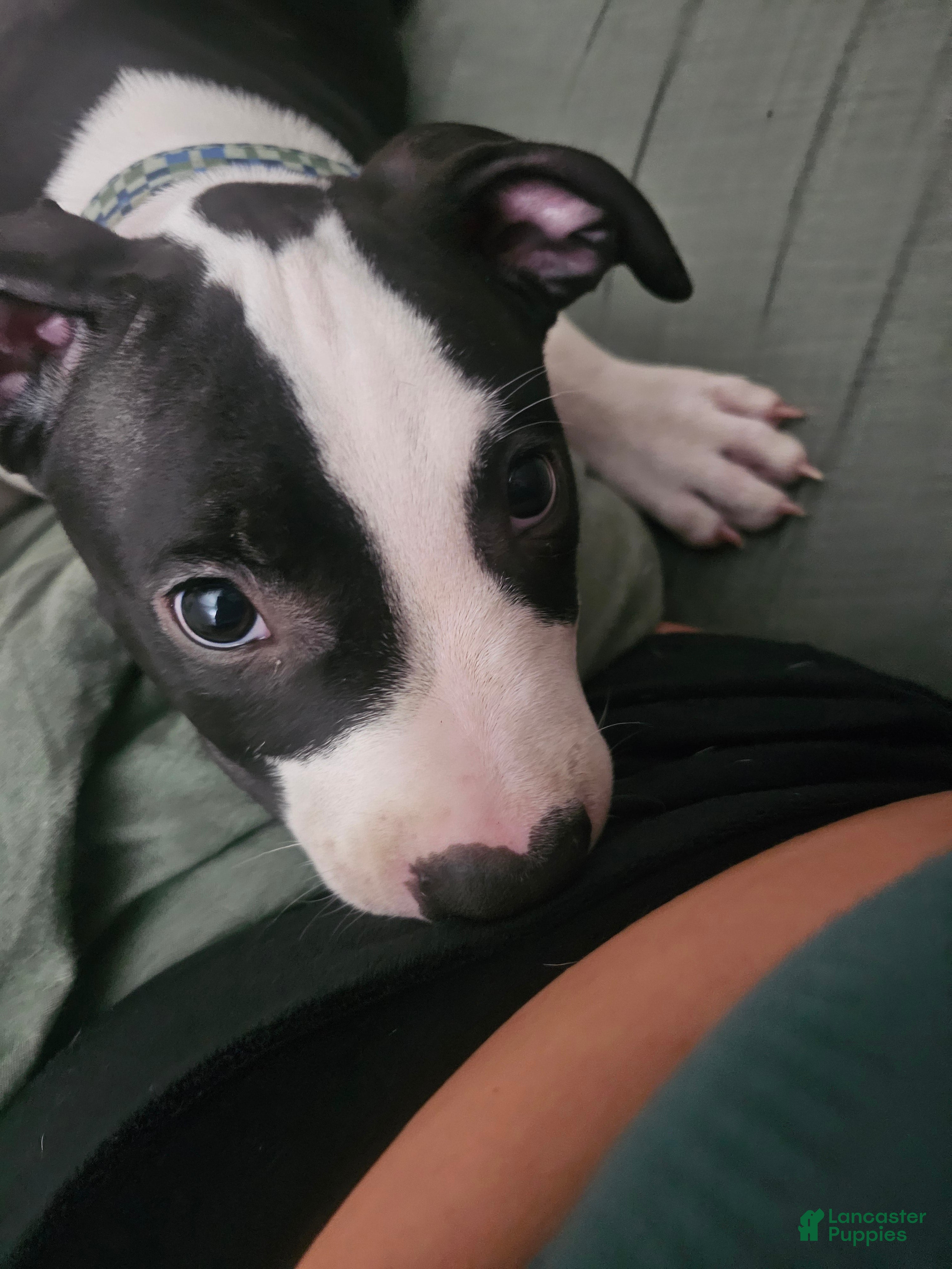 American Pit Bull Terrier dogs Bandit - Ad 21