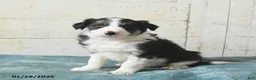 Border Collie dogs for sale: Finn - Ad 1