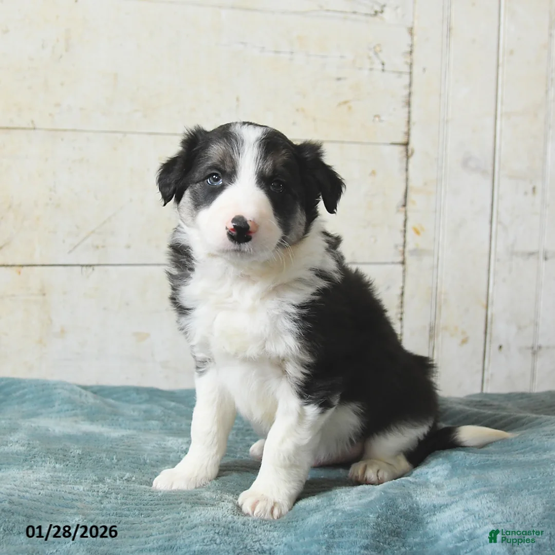 Border Collie dogs for sale: Finn - Ad 1