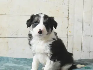 Border Collie dogs Finn - Ad 34