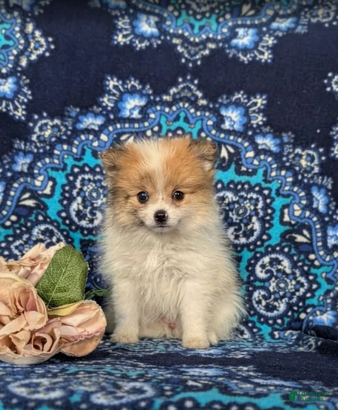 Pomeranian dogs for sale: Chesney - Ad 1
