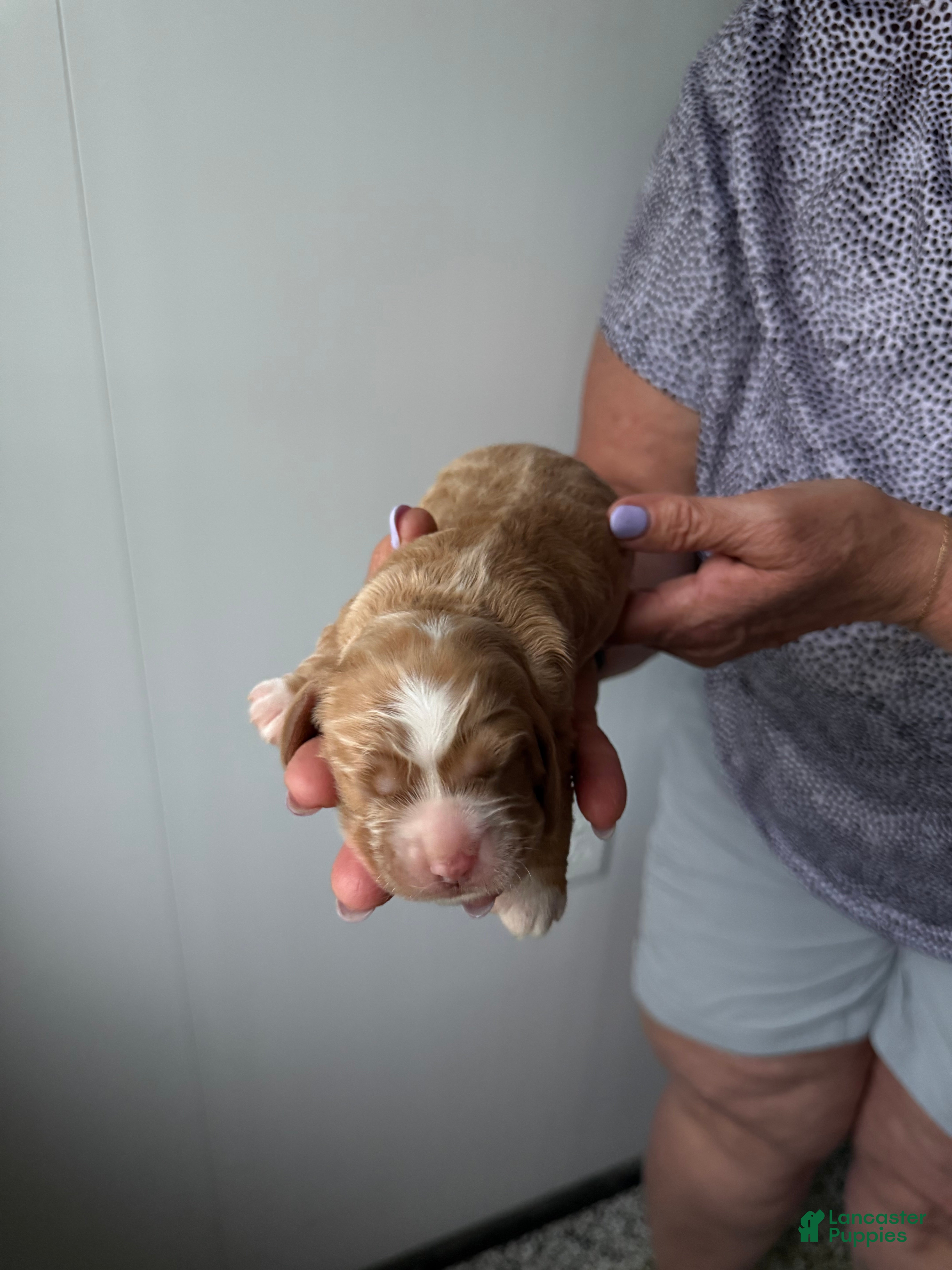 Cocker Spaniel dogs Ember - Ad 1