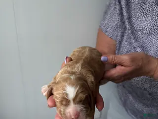 Cocker Spaniel dogs for sale: Ember - Ad 4
