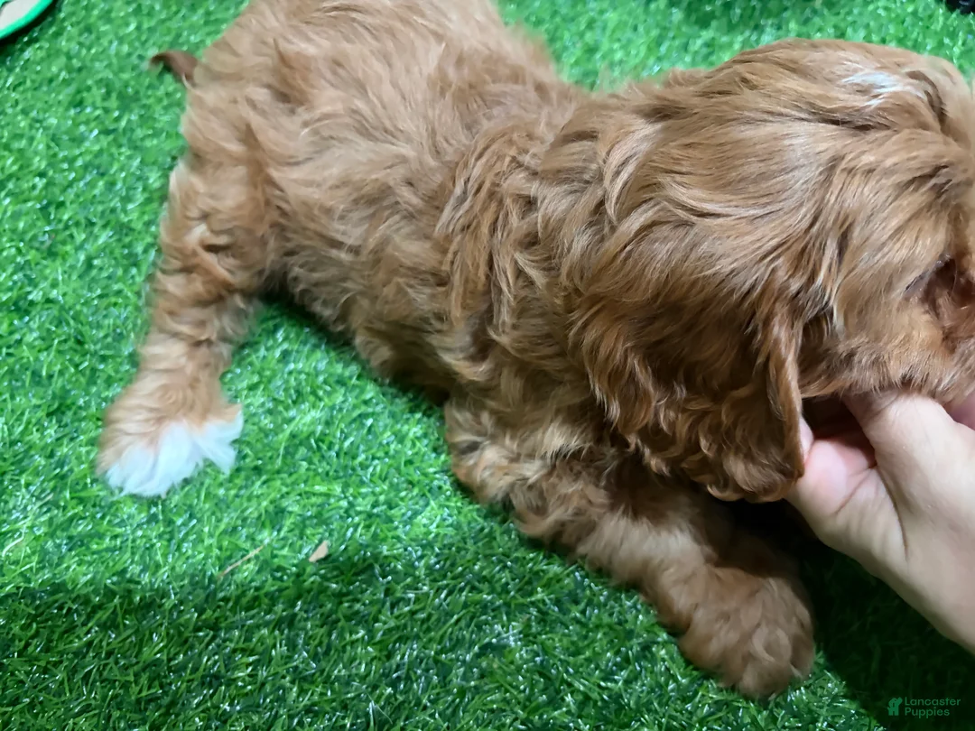Cavapoo dogs for sale: Ulna - Ad 2