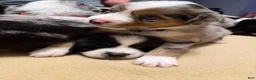 Miniature Australian Shepherd dogs for sale: Bandit  - Ad 5