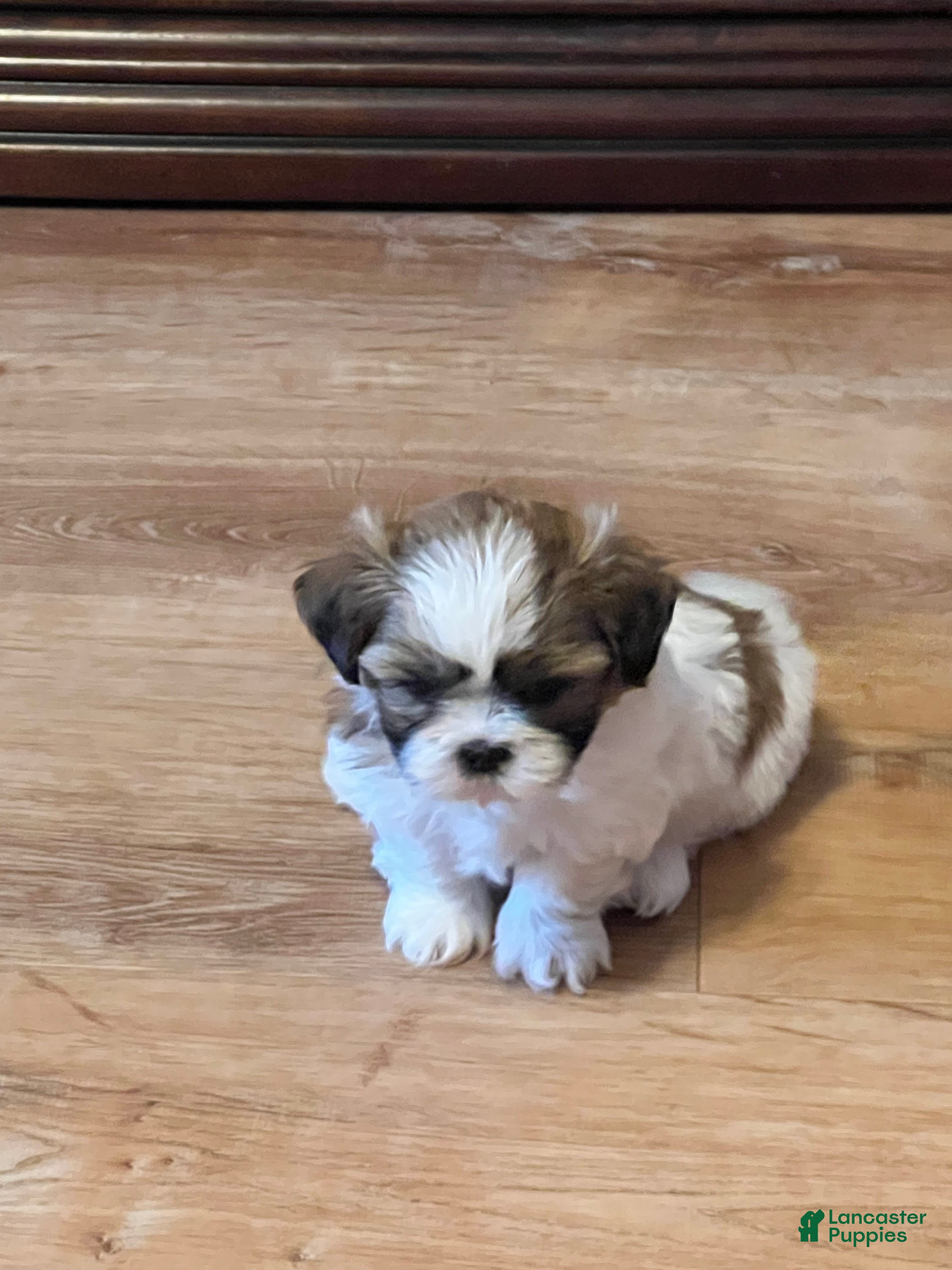 Shih Tzu dogs Shih Tzu Puppy 1 - Ad 1