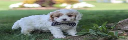 Cavapoo dogs for sale: Wesley - Ad 2