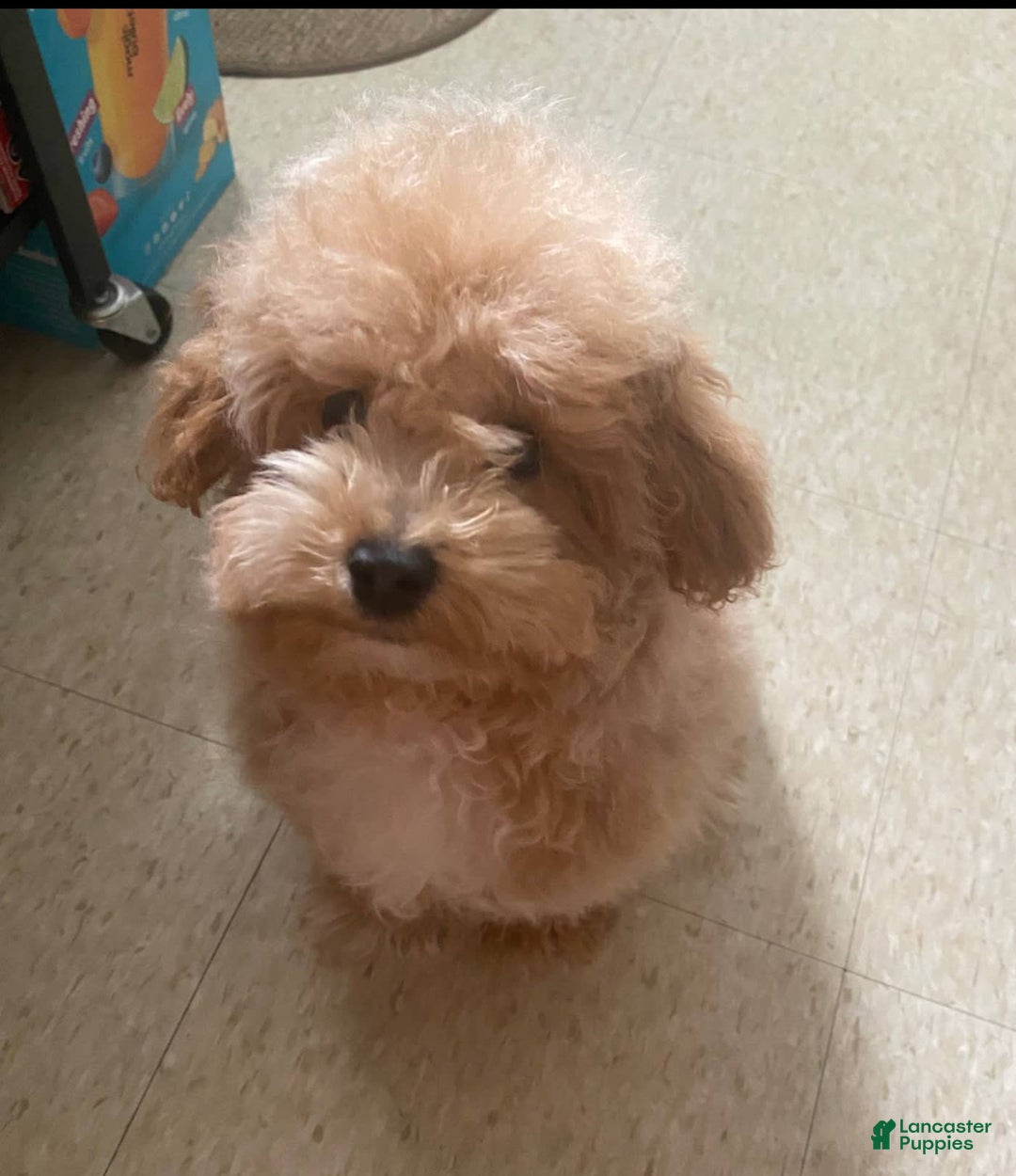 Gallery Image {{count}}