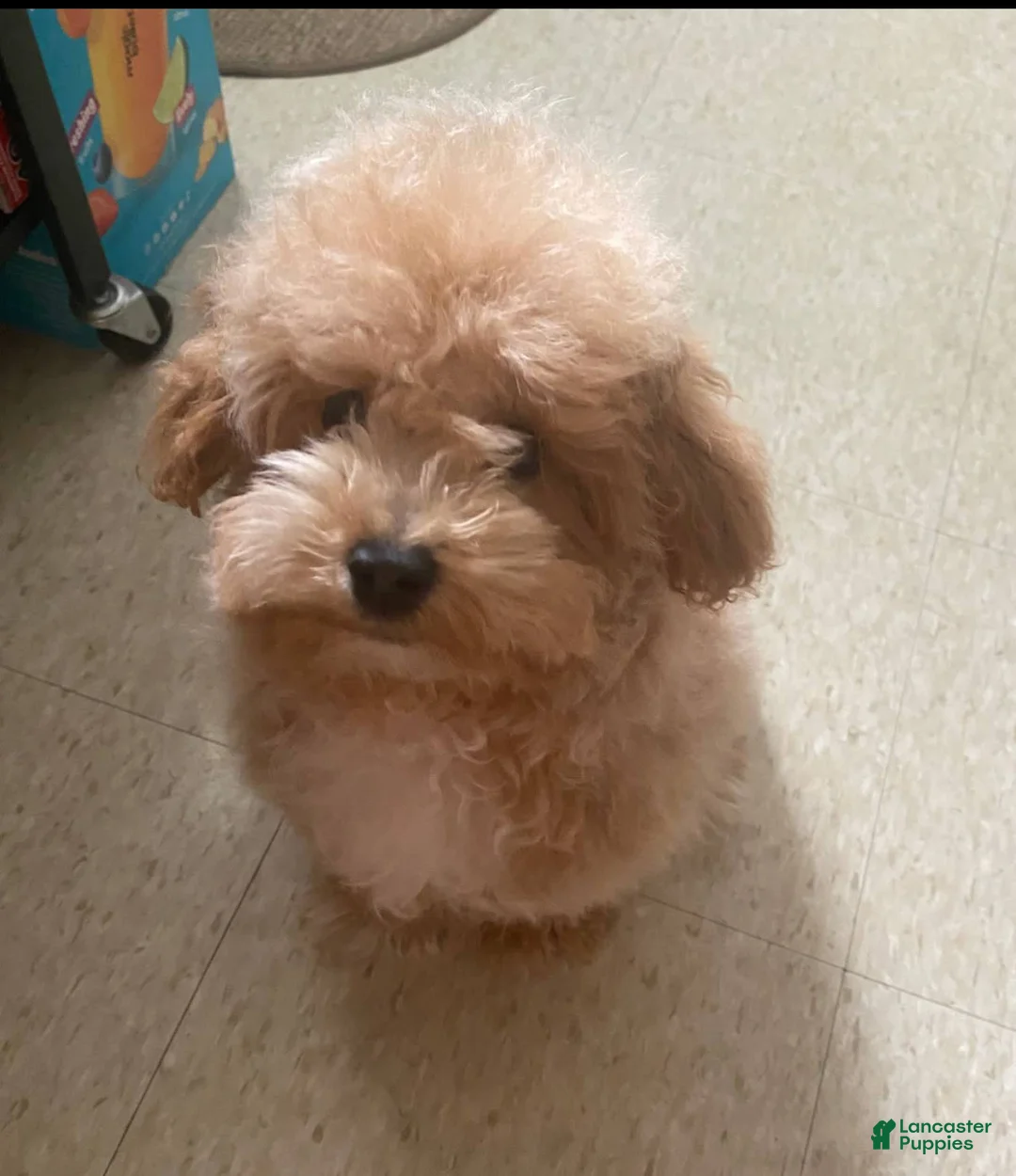 Gallery Image {{count}}