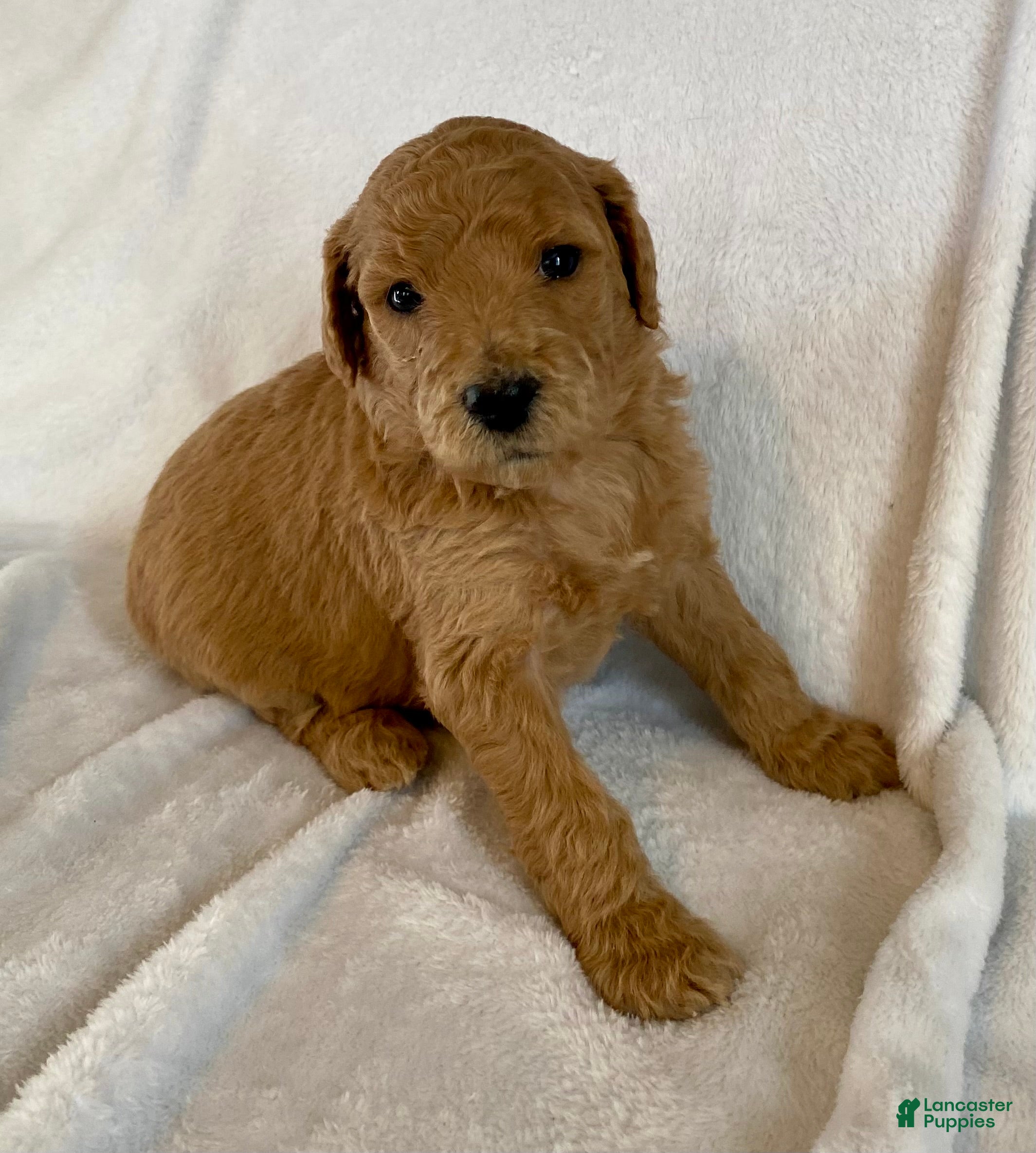 Standard Poodle dogs Apricot - Ad 31