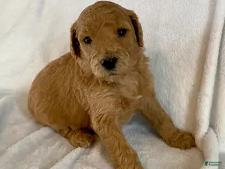 Standard Poodle dogs Apricot - Ad 31