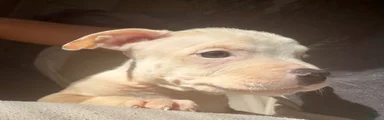 American Pit Bull Terrier 3