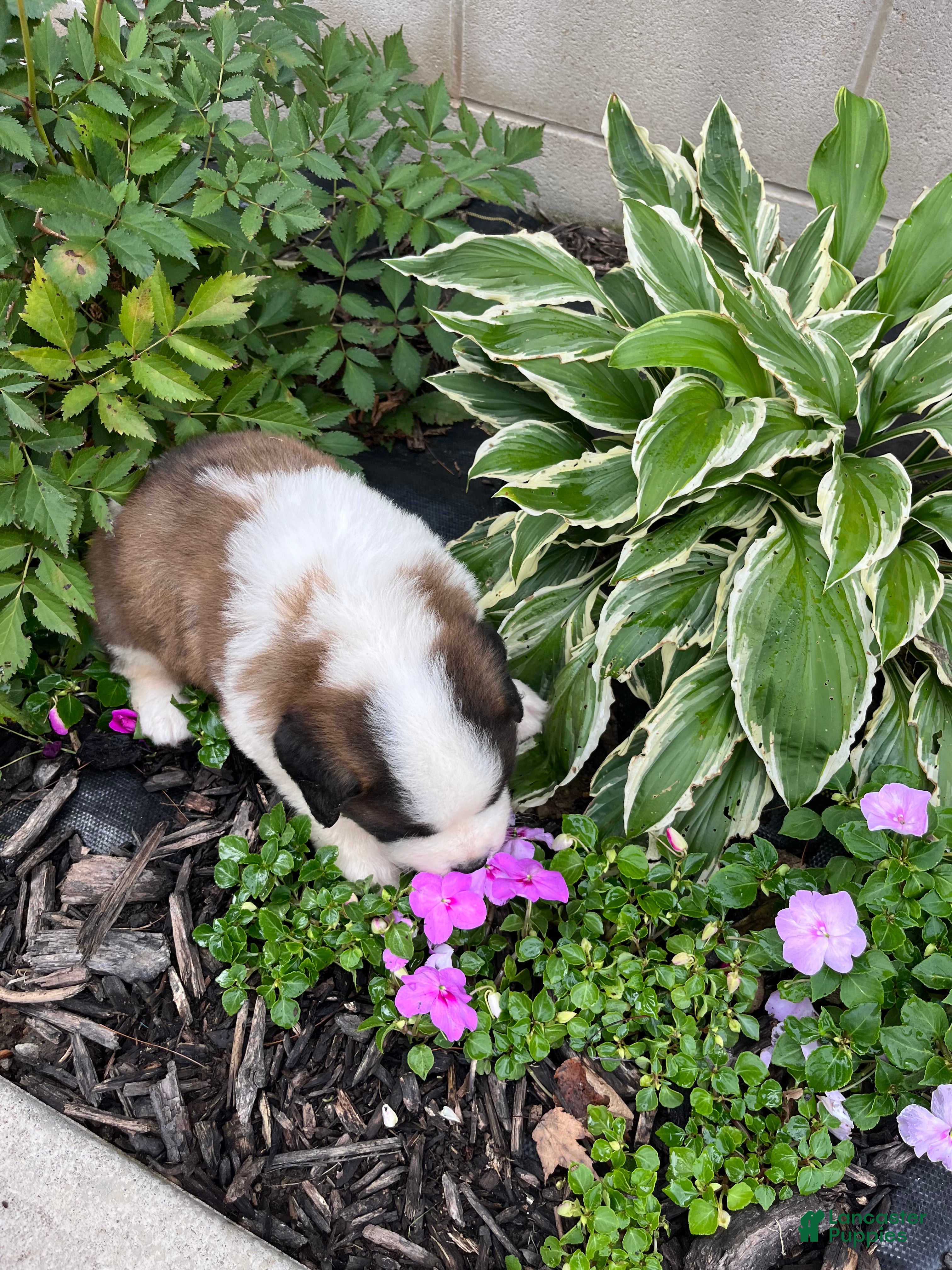 Saint Bernard dogs Saint Bernard 6 - Ad 2