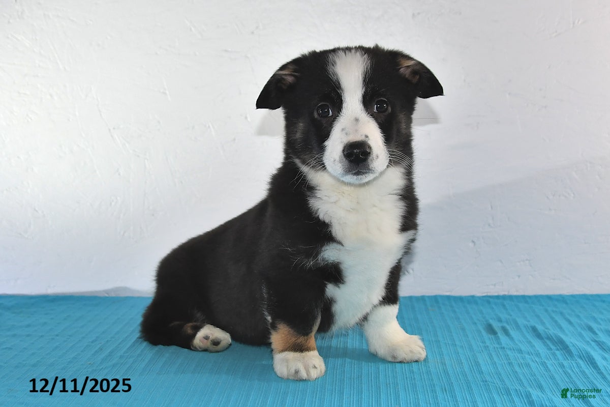 Mixed Breed dogs Tyler - Ad 2
