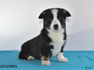 Mixed Breed dogs Tyler - Ad 41