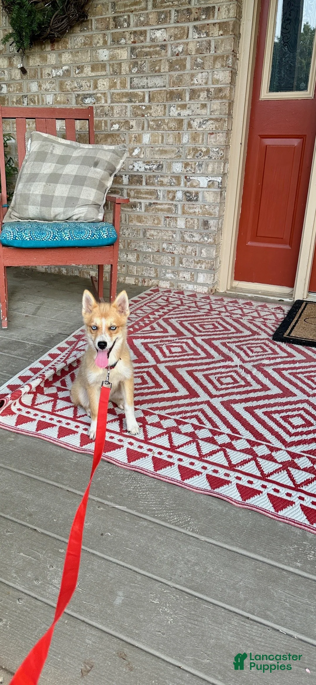 Pomsky dogs for sale: Hugo - Ad 8