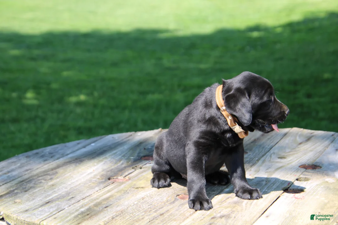 Labrador Retriever dogs for sale: Mandy - Ad 4