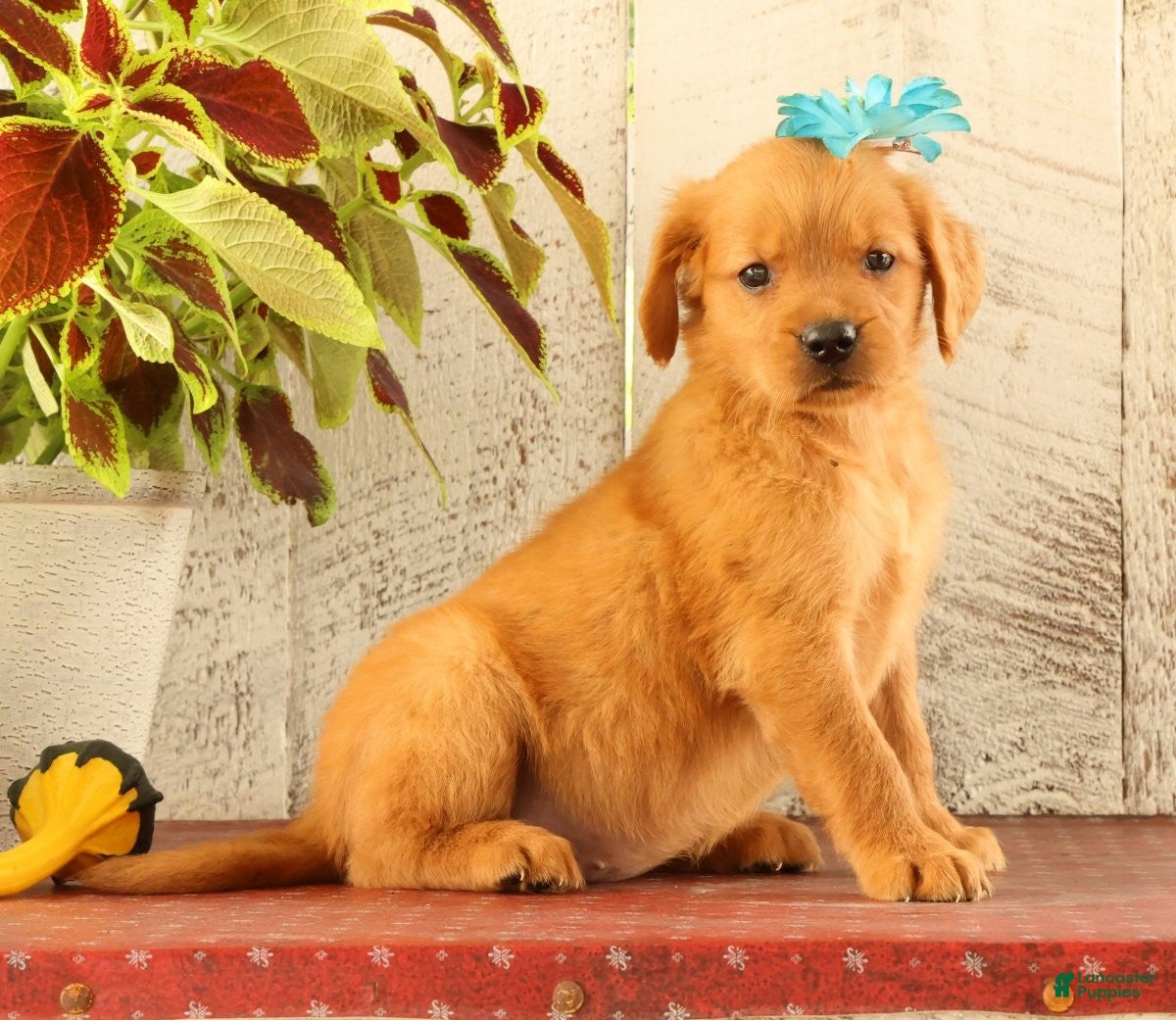Golden Retriever dogs Nova - Ad 2