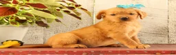Golden Retriever dogs for sale: Nova - Ad 2