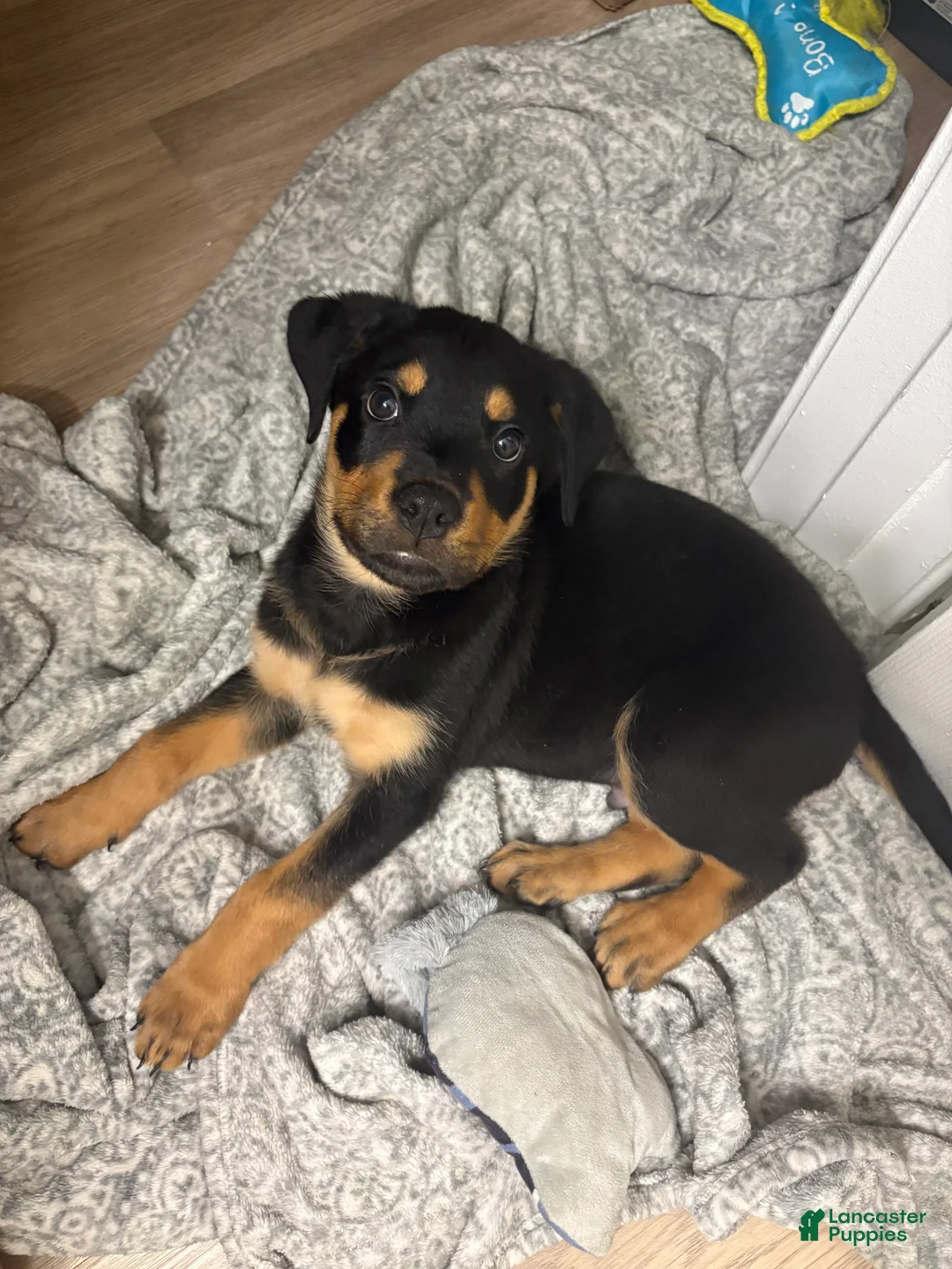 Rottweiler dogs for sale: Rottweiler 1 - Ad 3