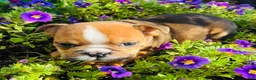 English Bulldog dogs for sale: Travis - 73713 - Ad 3