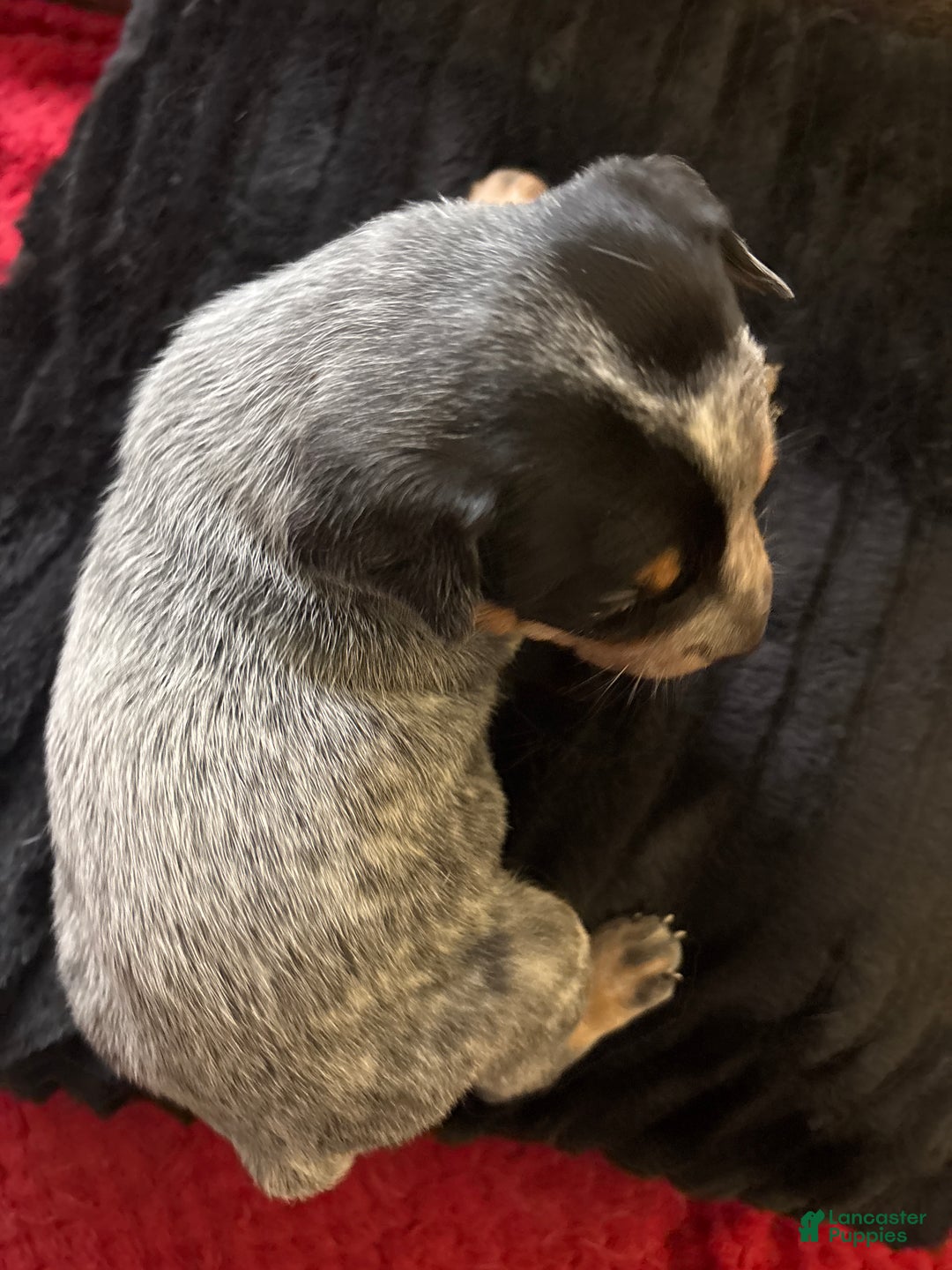 Australian Cattle Dog dogs for sale: Curly - Ad 2