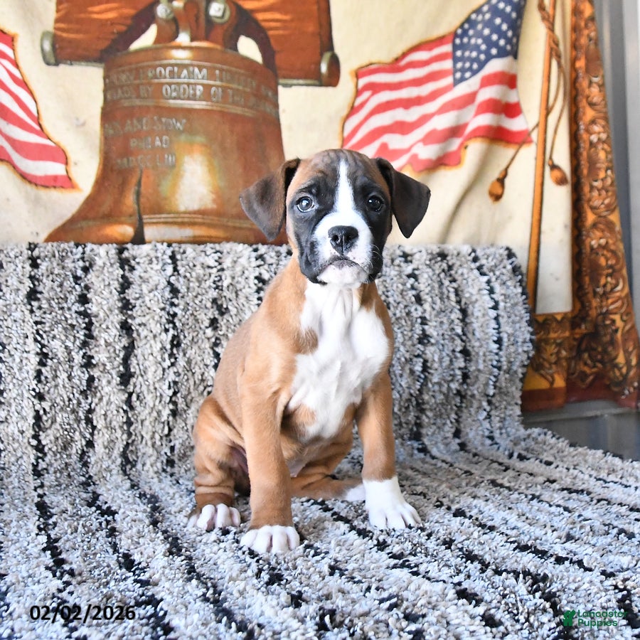 Boxer dogs Blossom - Ad 27