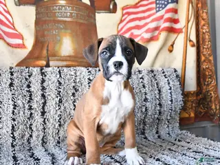 Boxer dogs Blossom - Ad 27