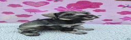 Miniature Schnauzer dogs for sale: Snickers - Ad 2
