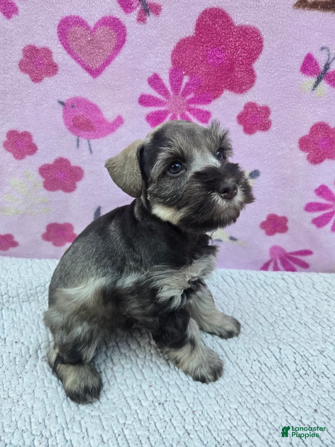 Miniature Schnauzer dogs for sale: Snickers - Ad 2