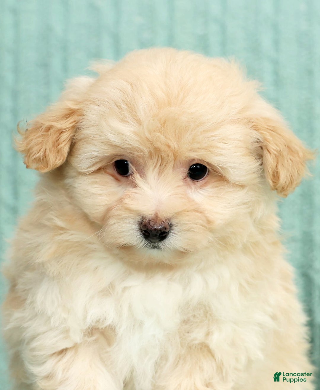 Pomapoo dogs for sale: Thomas - Ad 9