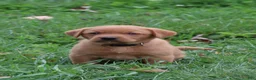 Labrador Retriever dogs for sale: Maple - Ad 5