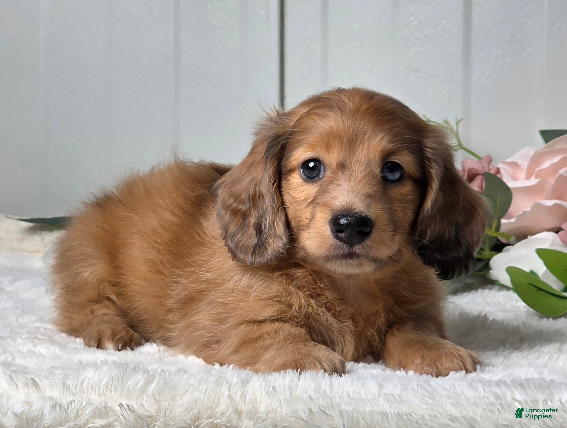 Miniature Dachshund dogs Madelyn  - Ad 1