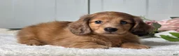 Miniature Dachshund dogs for sale: Madelyn  - Ad 1