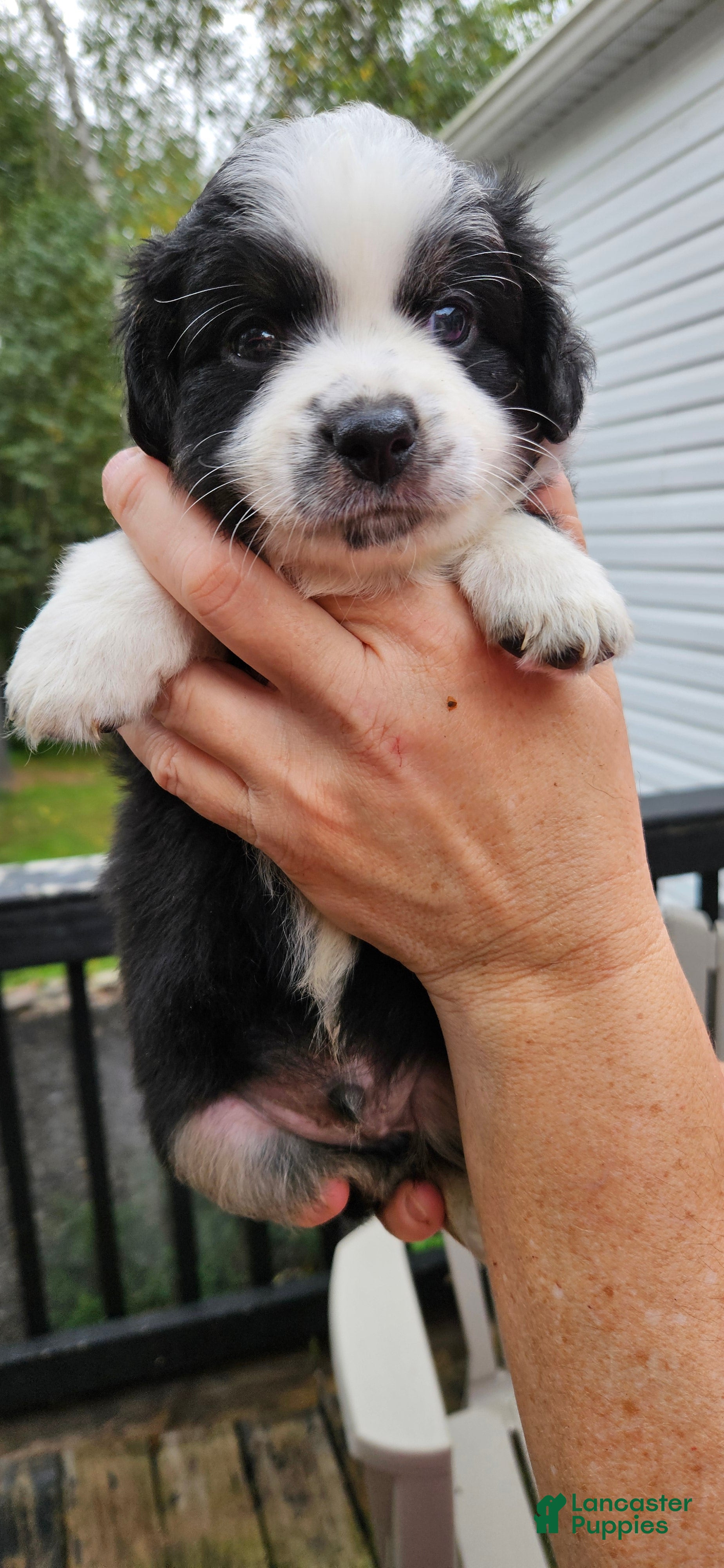 Miniature Australian Shepherd dogs Miniature Australian Shepherd 7 - Ad 12