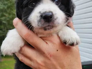 Miniature Australian Shepherd dogs Miniature Australian Shepherd 7 - Ad 9