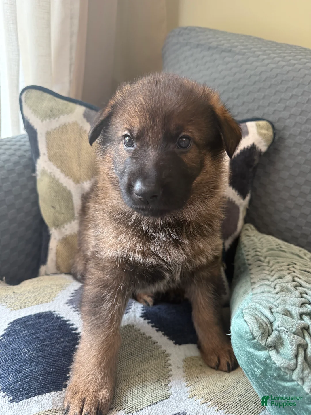 German Shepherd dogs for sale: German Shepherd Puppy 1-Light blue  - Ad 2