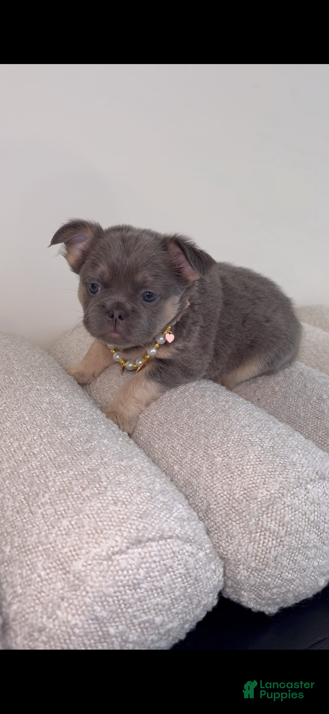 French Bulldog dogs for sale: Cleo - Ad 1