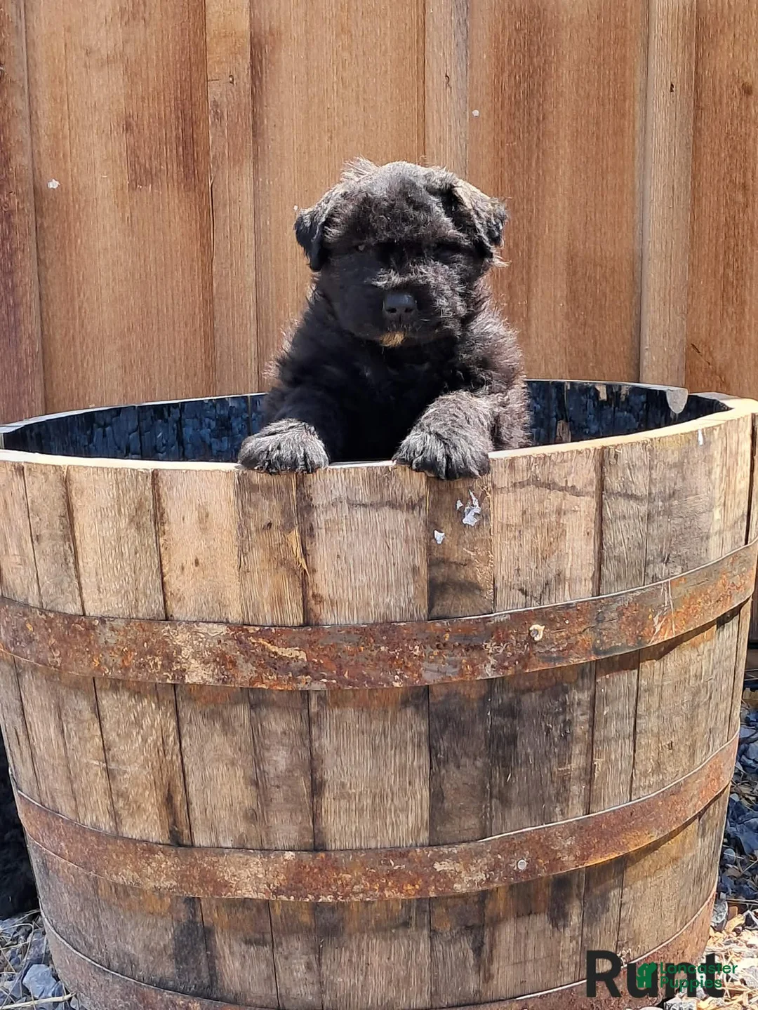 Bouvier Des Flandres dogs for sale: Bouvier Des Flandres Puppy 4 - Ad 1